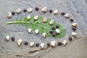 Design made out of shell stone and leaf