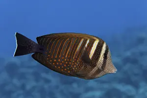 Desjardin's sailfin tang (Zebrasoma desjardinii) swims over coral reef