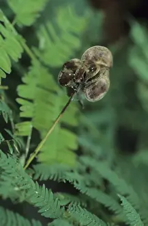 Desmanthus species (Desmanthus illinoiensis)