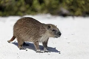 Desmarest's hutia (Capromys pilorides)