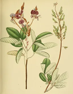 Desmodium jucundum, native to Southeast Asia