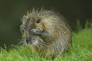 Desperate nutria with hands in front of its eyes on a green meadow