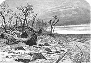 Destroyed beech forest after the storm surge