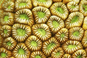 Detail, Brain coral (Faviidae) Polyps indented