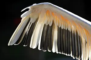 Detail, Wings, White Pelican (Pelecanus onocrotalus) preening
