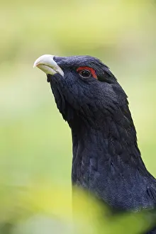 Detailed close-up... Capercaillie (Tetrao urogallus)