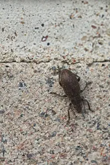 Detailed close-up of curculionidae on old concrete wall