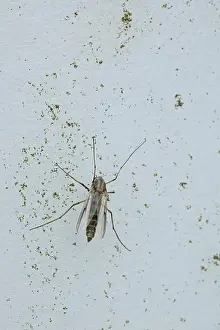 Detailed close-up of flying insect on a wall
