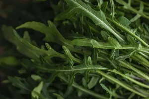 Detailed close-up of fresh arugula leaves showcasing their rich green tones