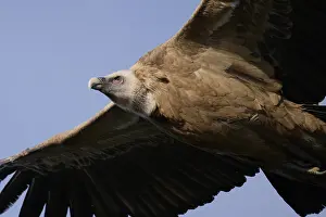 A detailed close-up of a griffon vulture in flight