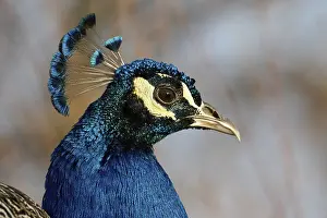 A detailed close-up of a peacock head highlights the vibrant blue feathers