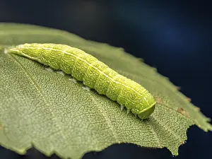 A detailed close-up showing a green caterpillar crawling on a leaf