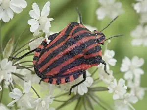 Framed Print : Detailed close-up of a stripe bug (Graphosoma italicum) on white petals in a natural environment Framed Print : Detailed close-up of a stripe bug (Graphosoma italicum) on white petals in a natural environment