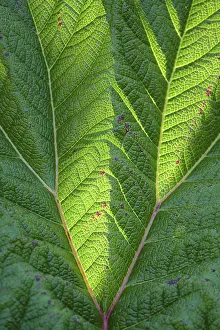 A detailed close up of a vibrant green leaf