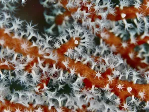 Category Wildlife DE Prints: Detailed image of red coral branches of Godeffroy's soft coral (Siphonogorgia godeffroyi)