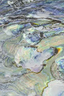 Detailed macro image of a Mexican abalone shell