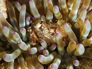Detailed macro image of a sea anemone