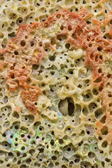Framed Print : A detailed macro photograph of the intricate texture of an abalone shell