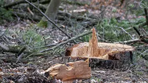 Detailed photo, forestry and clearing in the forest
