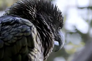 Detailed portrait of a keas, with distinctive feathers and a sharp beak in natural surroundings