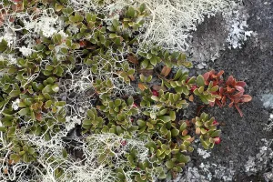 Detailed view of the autumnal soil of a mountain landscape