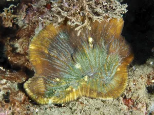 Detailed view of a bulging coral (Open brain coral) on the seabed
