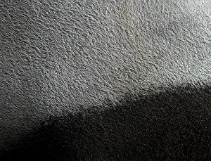 Detailed view of the fur of a malayan tapir - tapirus indicus