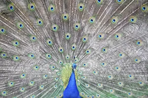 Detailed view of the impressive plumage of a peacock (Pavo cristatus)