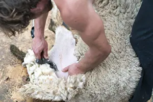 A detailed view of a muscular shepherd shearing his sheep for the wool