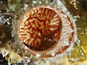 Detailed view of the red-bordered opening of a giant worm snail (Thylacodes arenarius)