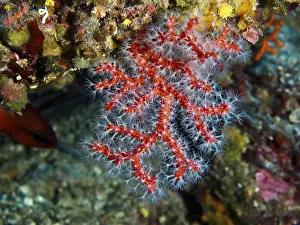 Detailed view of soft red coral