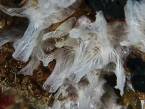 Detailed view of white sponge (Petromica massalis)