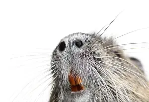 Details of the teeth and whiskers of a coypu