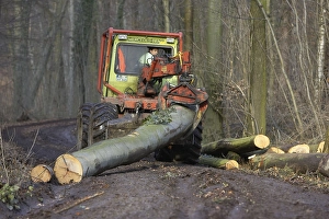 DEU, Federal Republic of Germany, woodman at work