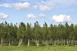 DEU, Germany : Birch trees, nursery, |