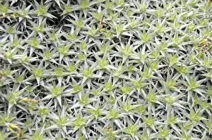 Deuterocohnia brevifolia, Bolivia