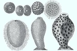 Development of a, lime sponge (spongia)