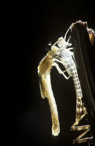 Development of a damslefly (Lestes sp)