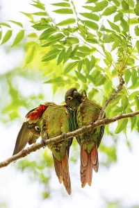 Deville Parakeet (Pyrrhura devillei) Pantanal Brazil