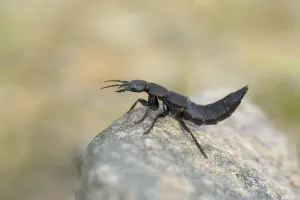 Devil's coach-horse beetle (Ocypus olens)