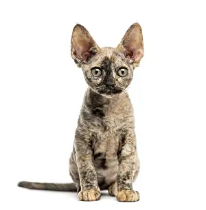 Devon rex cat sitting isolated on white