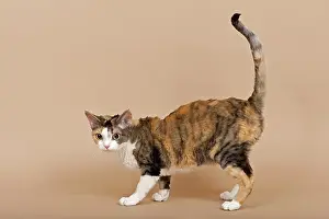 Devon Rex cat, tricolor