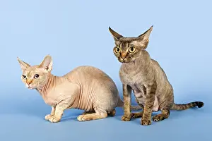 Devon Rex, male and female cat