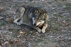 Devouring wolf