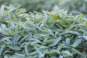 Dew on leaves of Common sage (salvia officinalis)