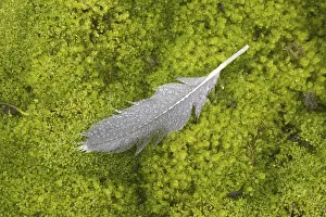 Dewdrops on goose feather, Svalbard Spitsbergen
