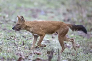 Dhole or Asiatic wild dog (Cuon alpinus)