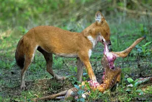 Dhole (Cuon alpinus), dhole, Asian wild dogs