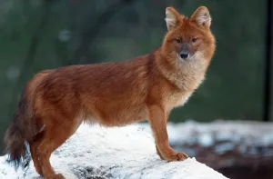 Dhole (Cuon alpinus), dhole, lateral