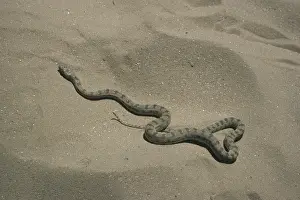 Diadem Snake (Spalerosophis diadema) on sand